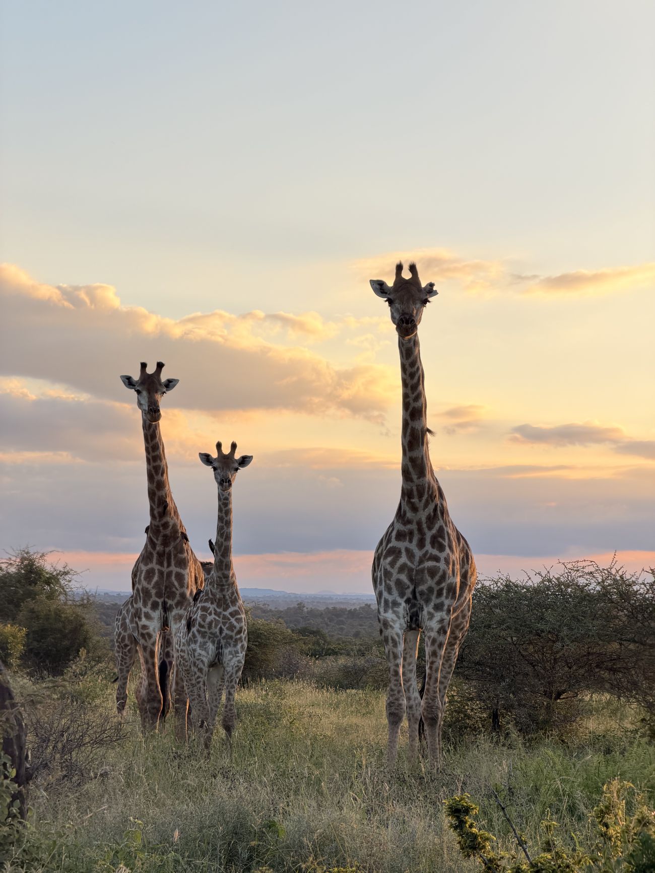 Three giraffes at sunset on a South African safari