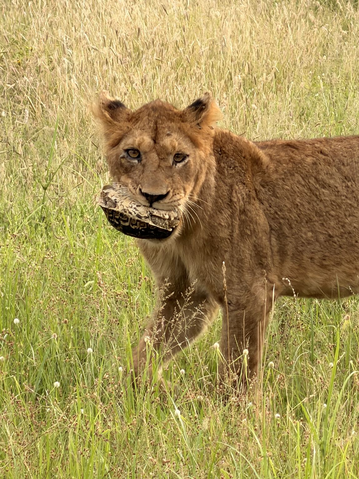 A lioness carrying a tortoise on safari
